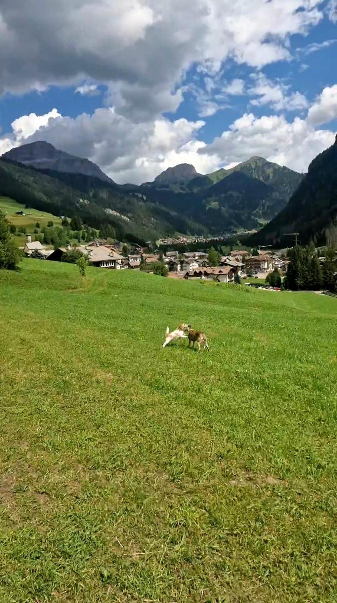 Cesa Cherpei - Dog Friendly Campitello di Fassa Dış mekan fotoğraf
